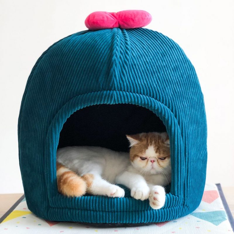 Adorable Maison Troglodyte Pour Animaux De Compagnie