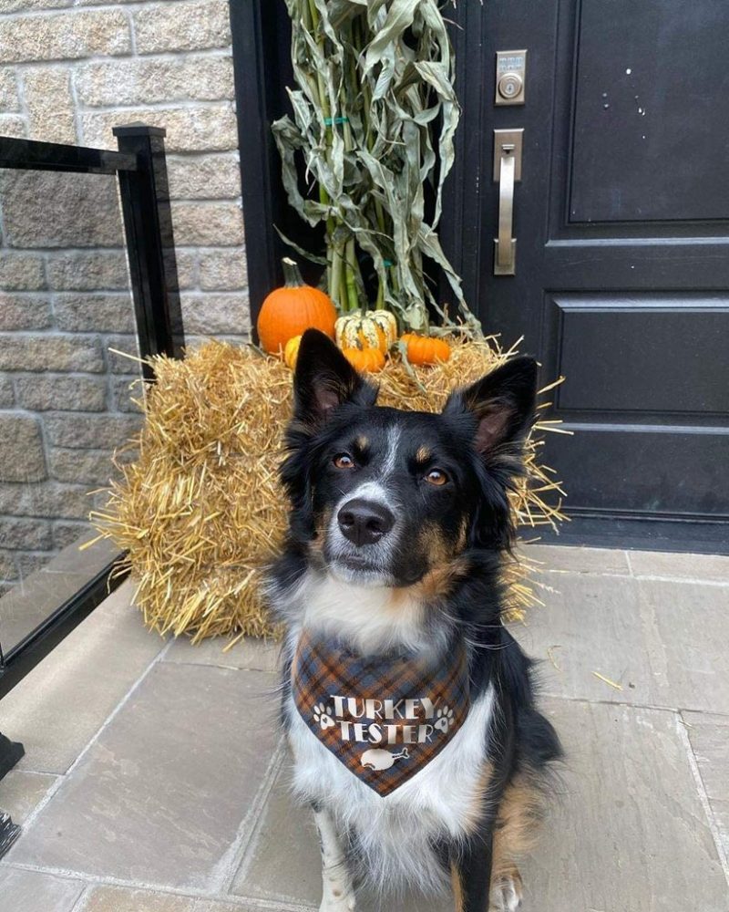 Bandana De Thanksgiving Pour Dégustateur De Dinde