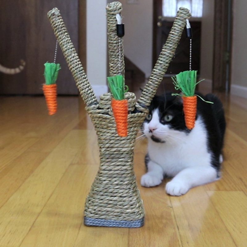 Chat Griffoir Avec Carottes Nettoyage Des Dents Radis À Mâcher