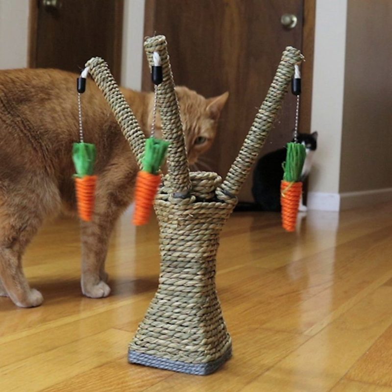 Chat Griffoir Avec Carottes Nettoyage Des Dents Radis À Mâcher