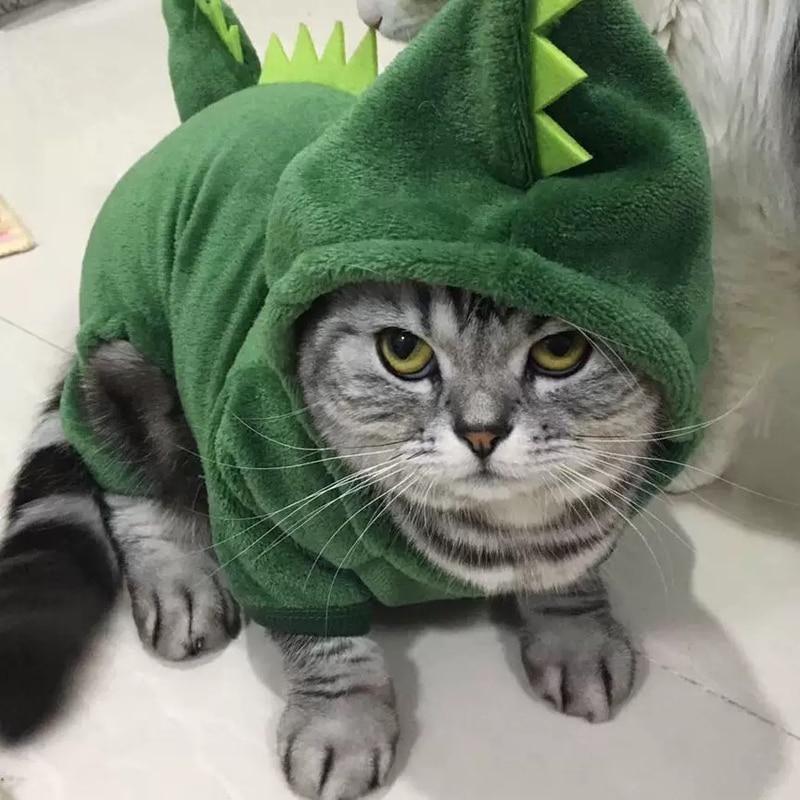 Costumes De Chat Adorables