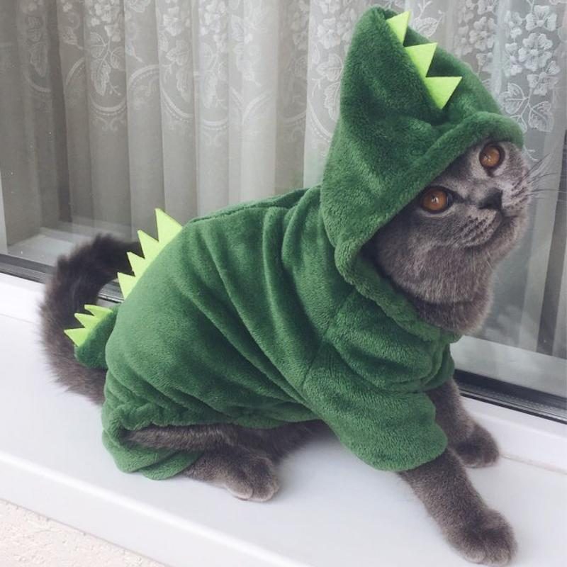 Costumes De Chat Adorables