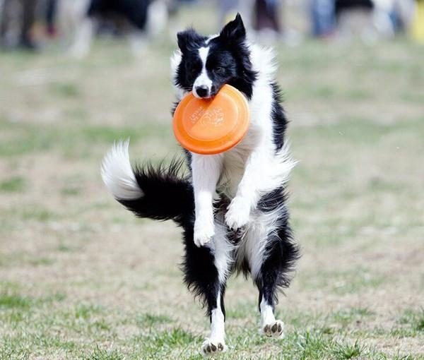 Disque De Frisbee Pour Chien Résistant Aux Dents