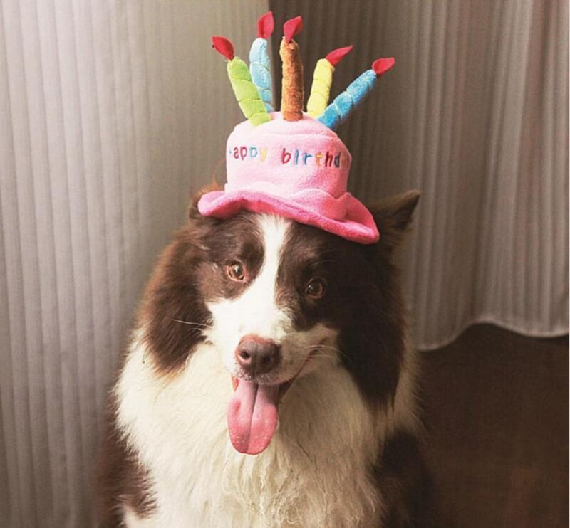 Gâteau D'anniversaire 3d De Mode Avec Chapeau De Bougies Pour Animaux De Compagnie