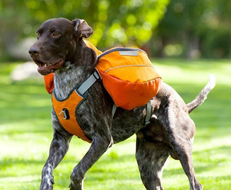 Harnais De Sac À Dos De Selle D'animal Familier