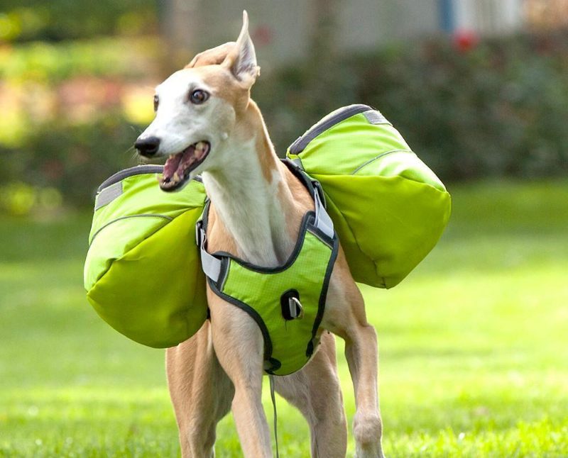 Harnais De Sac À Dos De Selle D'animal Familier