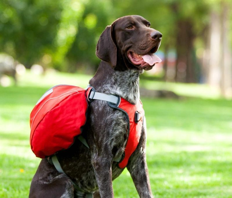 Harnais De Sac À Dos De Selle D'animal Familier