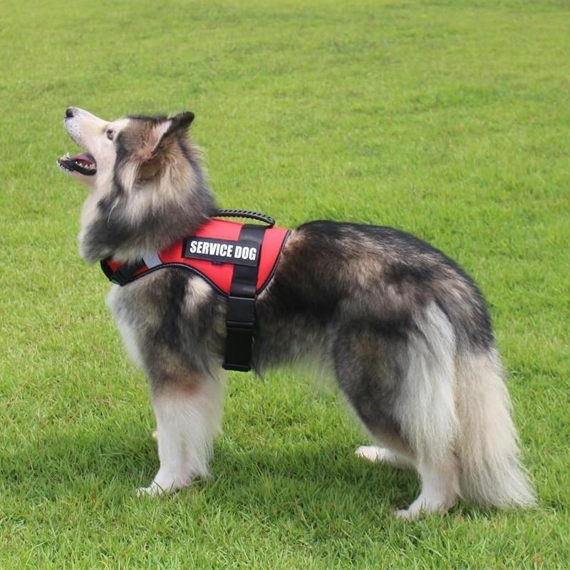 Harnais Réfléchissant Pour Chien De Dressage Pour Animaux De Compagnie