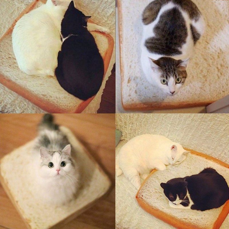 Introduction Du Lit Pour Chat Toast Bread