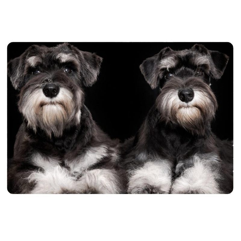  miniature schnauzer